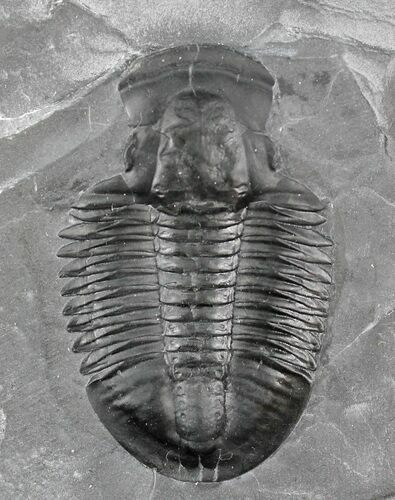 Asaphiscus Wheeleri Trilobite (Molt) #26410